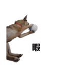 写メなのであるうちの犬（個別スタンプ：7）