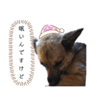 写メなのであるうちの犬（個別スタンプ：9）