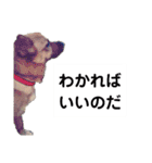 写メなのであるうちの犬（個別スタンプ：10）