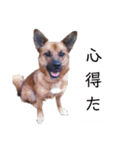 写メなのであるうちの犬（個別スタンプ：12）