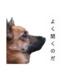 写メなのであるうちの犬（個別スタンプ：13）