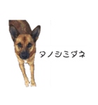 写メなのであるうちの犬（個別スタンプ：14）