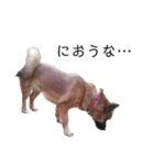 写メなのであるうちの犬（個別スタンプ：15）