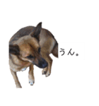 写メなのであるうちの犬（個別スタンプ：17）