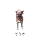 写メなのであるうちの犬（個別スタンプ：18）