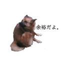 写メなのであるうちの犬（個別スタンプ：20）