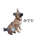 写メなのであるうちの犬（個別スタンプ：22）