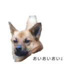 写メなのであるうちの犬（個別スタンプ：23）