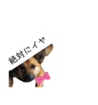 写メなのであるうちの犬（個別スタンプ：24）
