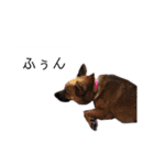 写メなのであるうちの犬（個別スタンプ：25）