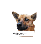 写メなのであるうちの犬（個別スタンプ：26）