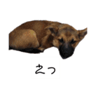 写メなのであるうちの犬（個別スタンプ：27）
