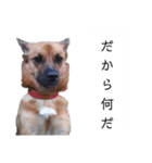 写メなのであるうちの犬（個別スタンプ：29）