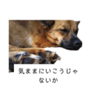 写メなのであるうちの犬（個別スタンプ：30）
