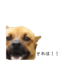 写メなのであるうちの犬（個別スタンプ：31）
