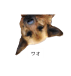 写メなのであるうちの犬（個別スタンプ：32）
