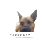 写メなのであるうちの犬（個別スタンプ：33）