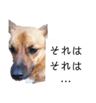写メなのであるうちの犬（個別スタンプ：34）