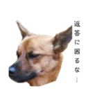 写メなのであるうちの犬（個別スタンプ：35）