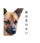写メなのであるうちの犬（個別スタンプ：36）