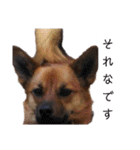写メなのであるうちの犬（個別スタンプ：38）