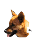 写メなのであるうちの犬（個別スタンプ：39）