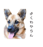 写メなのであるうちの犬（個別スタンプ：40）