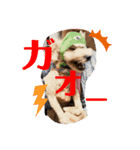 そるぼーい（個別スタンプ：15）