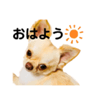 Happyキンちゃん（個別スタンプ：1）