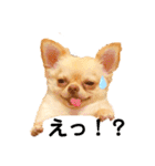 Happyキンちゃん（個別スタンプ：2）