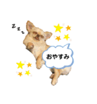 Happyキンちゃん（個別スタンプ：3）