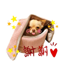 Happyキンちゃん（個別スタンプ：15）