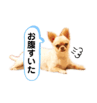 Happyキンちゃん（個別スタンプ：16）