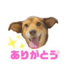 愛しのリーちゃんず（個別スタンプ：5）