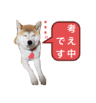 ♪かりんりんりん♪（個別スタンプ：1）