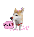 ♪かりんりんりん♪（個別スタンプ：7）