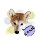 ♪かりんりんりん♪（個別スタンプ：8）