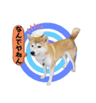 ♪かりんりんりん♪（個別スタンプ：16）