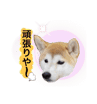 ♪かりんりんりん♪（個別スタンプ：18）
