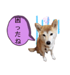 ♪かりんりんりん♪（個別スタンプ：19）