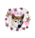 ♪かりんりんりん♪（個別スタンプ：30）