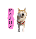 ♪かりんりんりん♪（個別スタンプ：31）