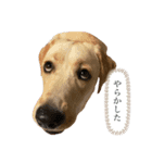 いぬのしか（個別スタンプ：2）