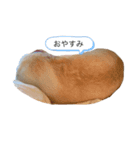 いぬのしか（個別スタンプ：8）