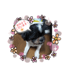 仕事で使える色々な犬スタンプ（個別スタンプ：1）