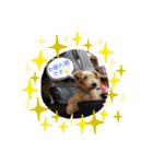 仕事で使える色々な犬スタンプ（個別スタンプ：2）