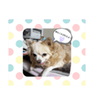 仕事で使える色々な犬スタンプ（個別スタンプ：6）