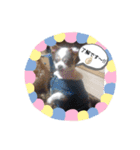 仕事で使える色々な犬スタンプ（個別スタンプ：12）
