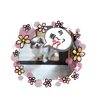 仕事で使える色々な犬スタンプ（個別スタンプ：16）