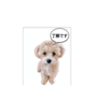 マルプー日常のシンプルスタンプ（個別スタンプ：6）
